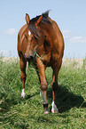 standing Trakehner