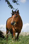 standing Trakehner