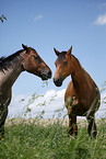 Trakehner and Quarter Horse