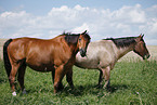 Trakehner and Quarter Horse