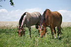 Trakehner and Quarter Horse
