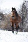 Trakehner