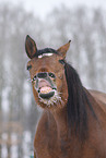 Trakehner Portrait