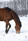 Trakehner