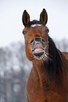 Trakehner Portrait