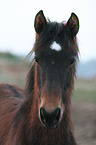 Trakehner Portrait