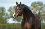 Trakehner Portrait