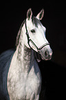 portrait trakehner gelding