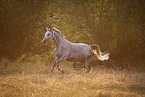 galloping trakehner gelding