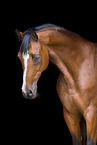 Trakehner Portrait