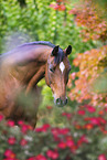 Trakehner Portrait
