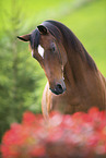 Trakehner Portrait