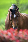 Trakehner Portrait