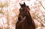 Trakehner portrait