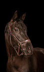 Trakehner portrait