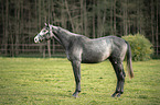 Trakehner stallion