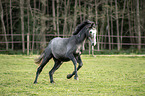 galloping Trakehner