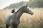 Trakehner Portrait