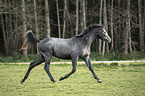 trotting Trakehner