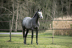 Trakehner stallion