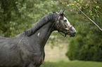 Trakehner horse portrait