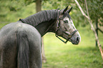 Trakehner horse portrait