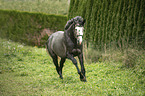 galloping Trakehner horse