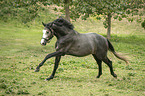 galloping Trakehner horse