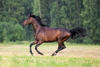 galloping Trakehner