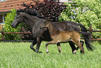 Trakehner mare with foal