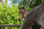 Trakehner mare with foal