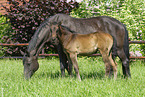 Trakehner mare with foal