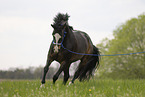 Trakehner mare