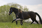 Trakehner mare