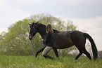 Trakehner mare