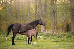 Trakehner with foal