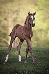 Trakehner foal