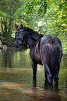 Trakehner stallion