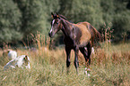 Trakehner horse