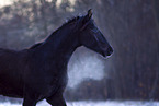 young Trakehner stallion