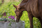 Trakehner