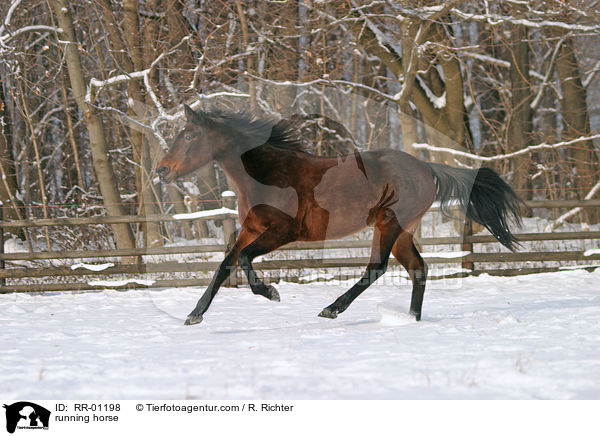 Traber im Schnee / running horse / RR-01198