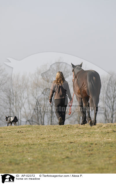 horse on meadow / AP-02372