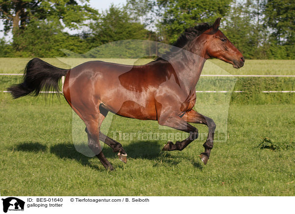 galoppierender Traber / galloping trotter / BES-01640
