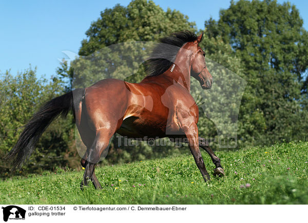 galoppierender Traber / galloping trotter / CDE-01534