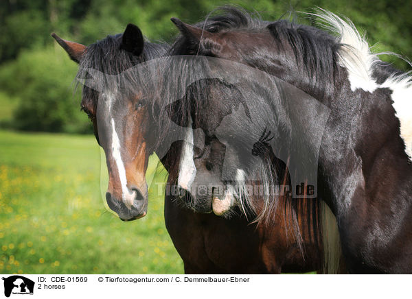 2 Pferde / 2 horses / CDE-01569