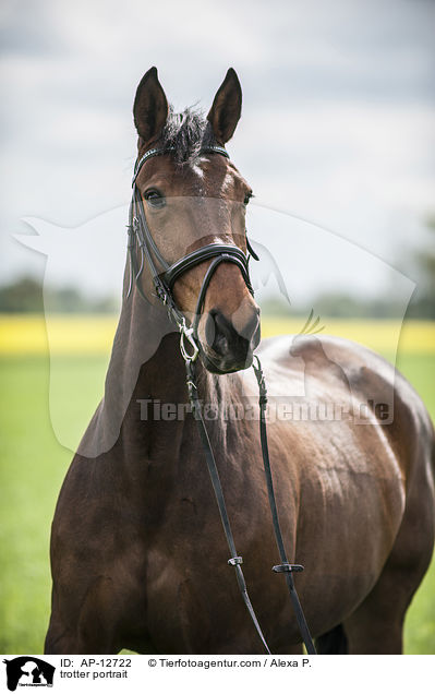 Traber Portrait / trotter portrait / AP-12722