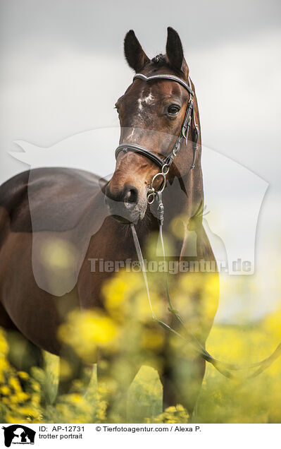 Traber Portrait / trotter portrait / AP-12731