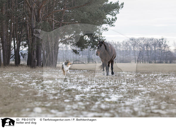 trotter and dog / PB-01079
