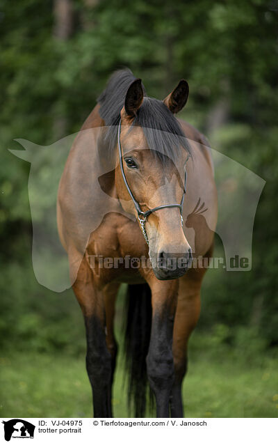 Traber Portrait / trotter portrait / VJ-04975